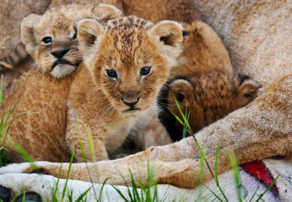Top 10 National Parks in Tanzania