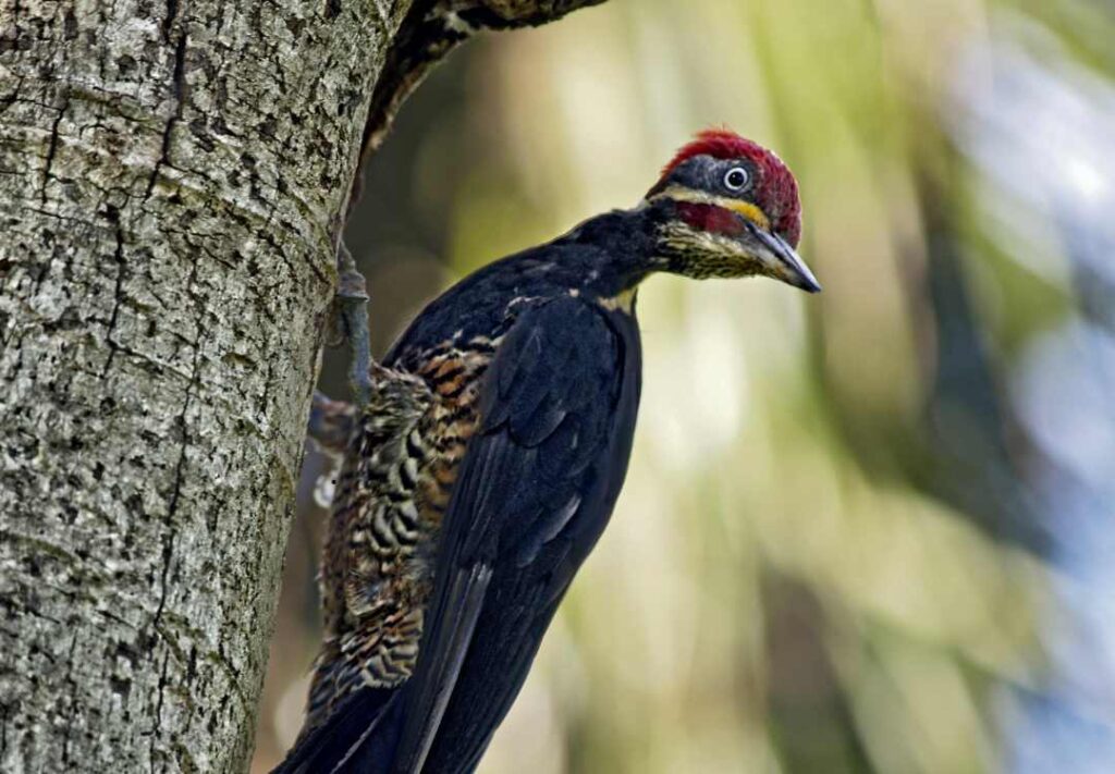 8-Day Walking and Wildlife Safari