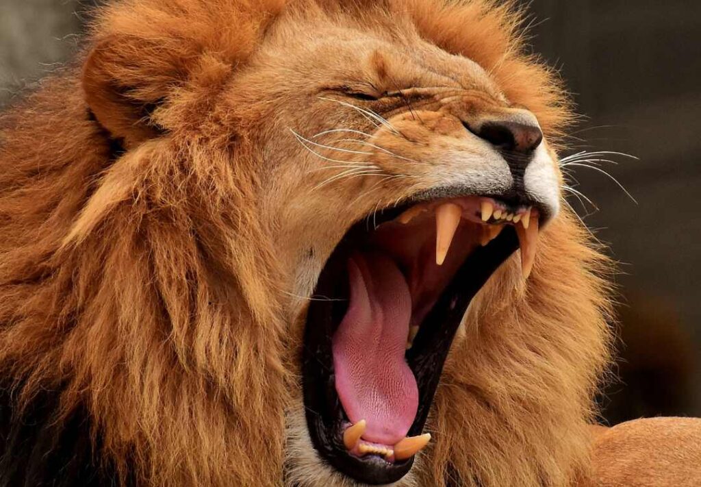 9-Day Luxury Big Five Adventure