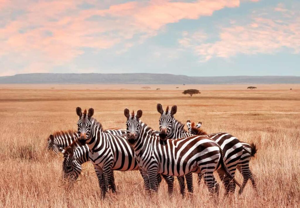 10-Day Northern Circuit Migration Safari