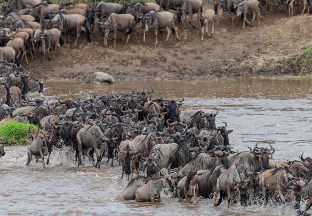 Serengeti Migration Safaris