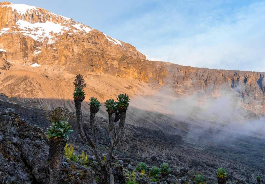 8-Day Lemosho Route Kilimanjaro Climb