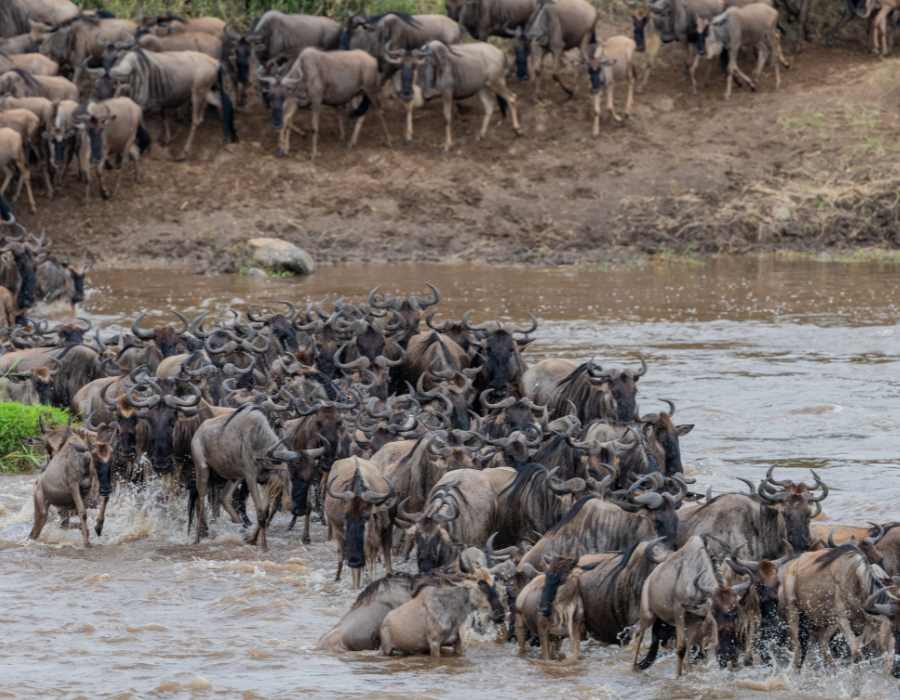 Serengeti Migration Safaris