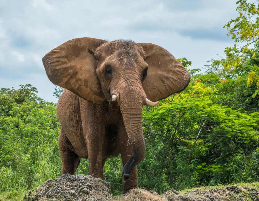 Big Five Safaris